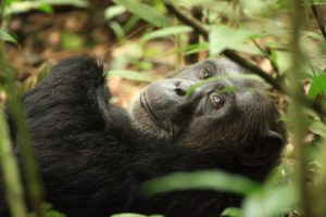 Uganda, zwischen Gorillas und Schimpansen mit Peter Kiefer