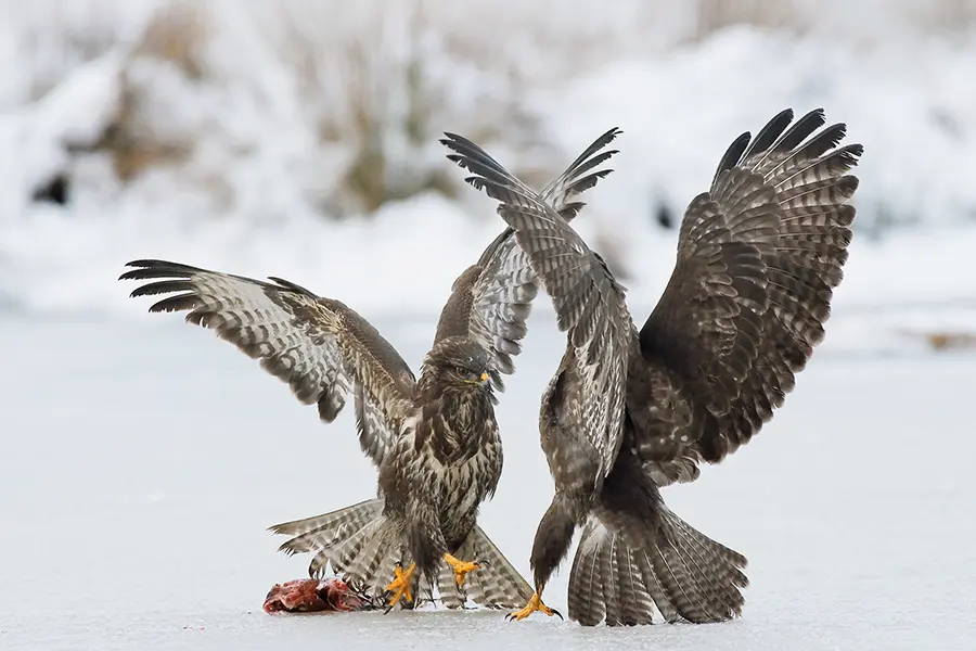 Der richtige Augenblick in der Fotografie − Gerhard Zimmert - Photo+Adventure