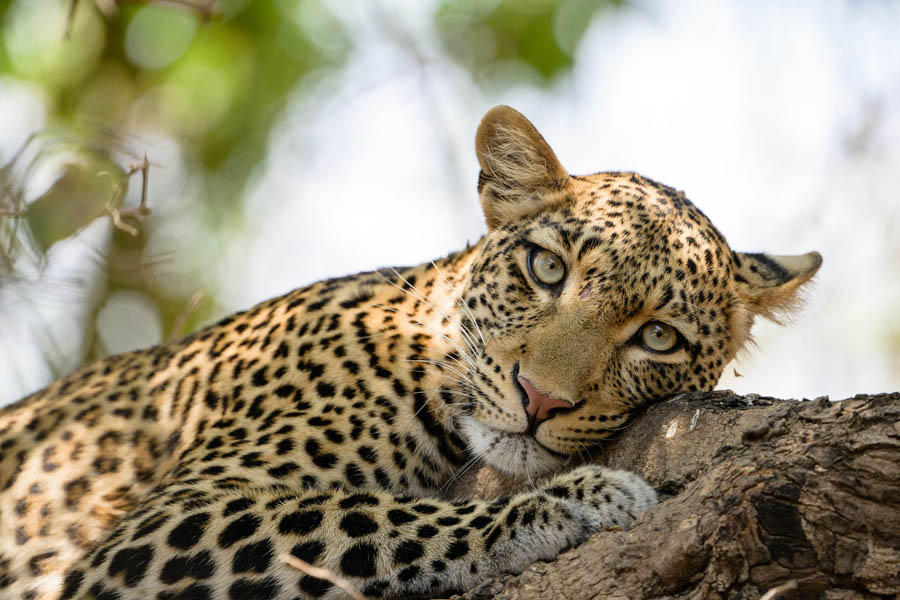 Safari pur in Botswana und Sambia − Sandra Petrowitz / DIAMIR Erlebnisreisen - Photo+Adventure