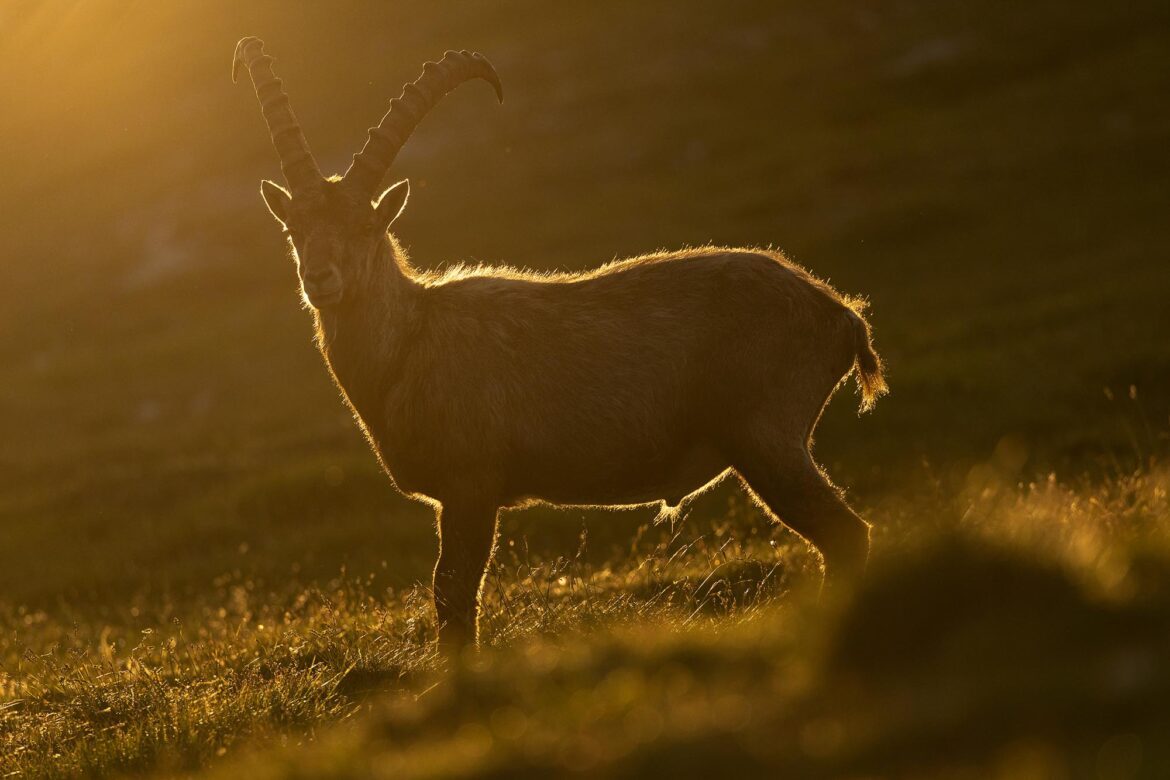 Naturfotografie: Mastering the light − Marc Graf & Christine Sonvilla / Wiener Fotoschule / Canon Academy - Photo+Adventure