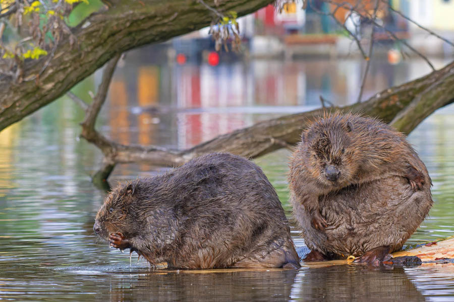 Wiener Wildnis − Georg Popp / Popp-Hackner Photography - Photo+Adventure